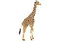 Трафареты животных - Взрослый жираф