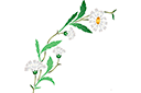 Трафареты цветов - Дикие ромашки (дуга)