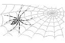 Трафареты насекомых и букашек - Тощий паук и паутина