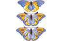  - Большие бабочки 2