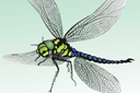 Трафареты насекомых и букашек - Большая стрекоза