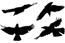Трафареты животных - Четыре ворона