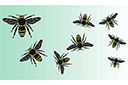 Трафареты насекомых и букашек - Пчелиный рой