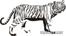 Тигр 04