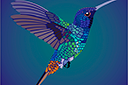 Летящий колибри - трафареты животных