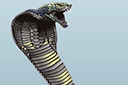 Большая злая кобра - трафареты животных
