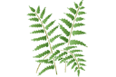 Папоротниковый мотив 12 - трафареты травы и листьев