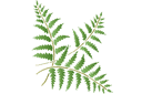 Папоротниковый угол 12 - трафареты травы и листьев