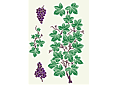 Растущий виноград (трафарет, малая картинка)