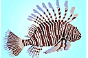 Рыба-лев (трафарет, малая картинка)